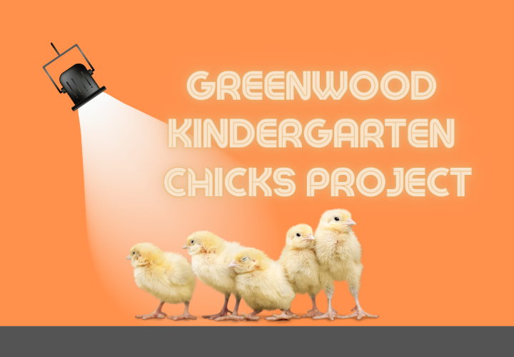 Greenwood Kindergarten Chicks Project