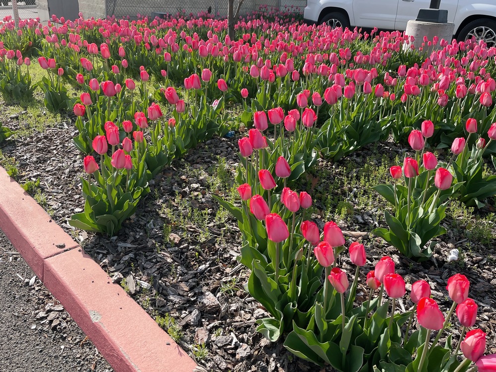 Picture of red tulips at Central School