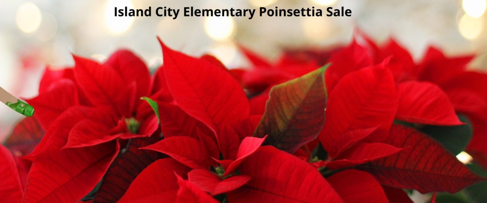 Picture of poinsettia, Island City Poinsettia Sale