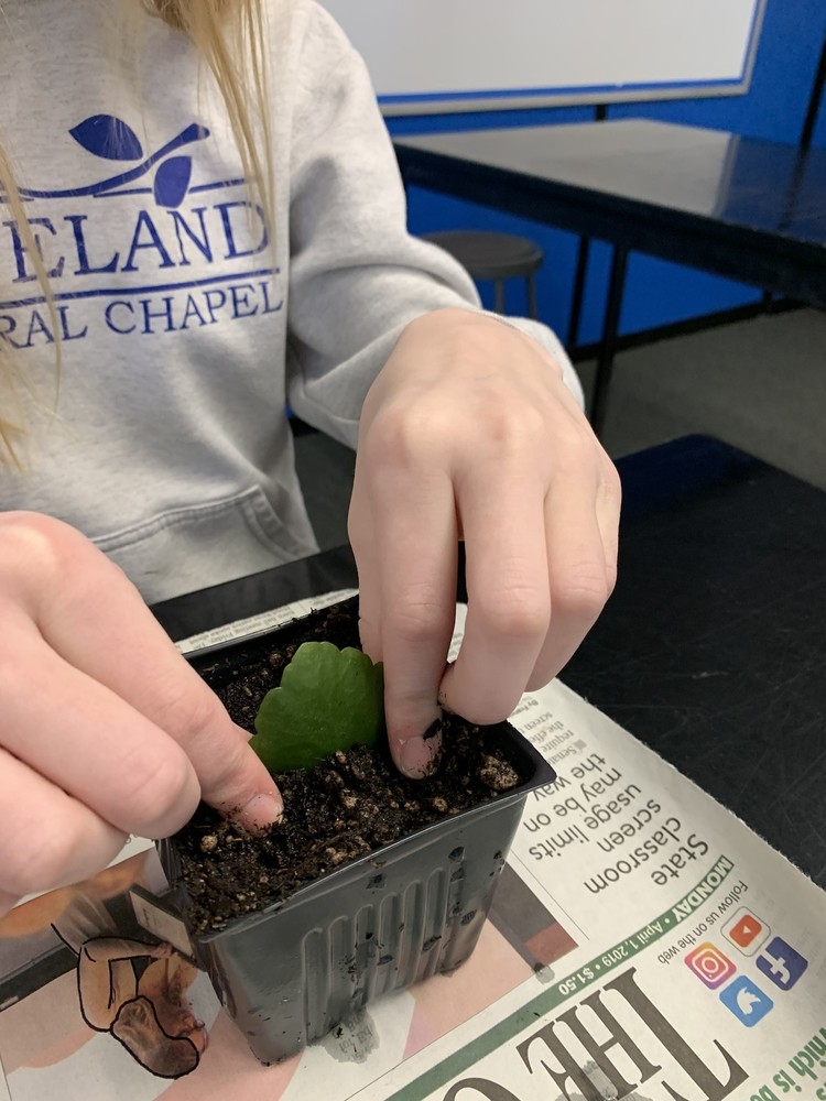 LMS Greenhouse Project