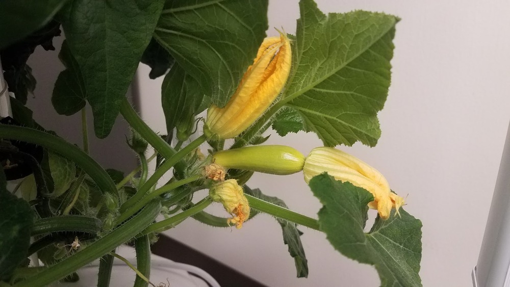 Tower Garden Plants are Growing!!!